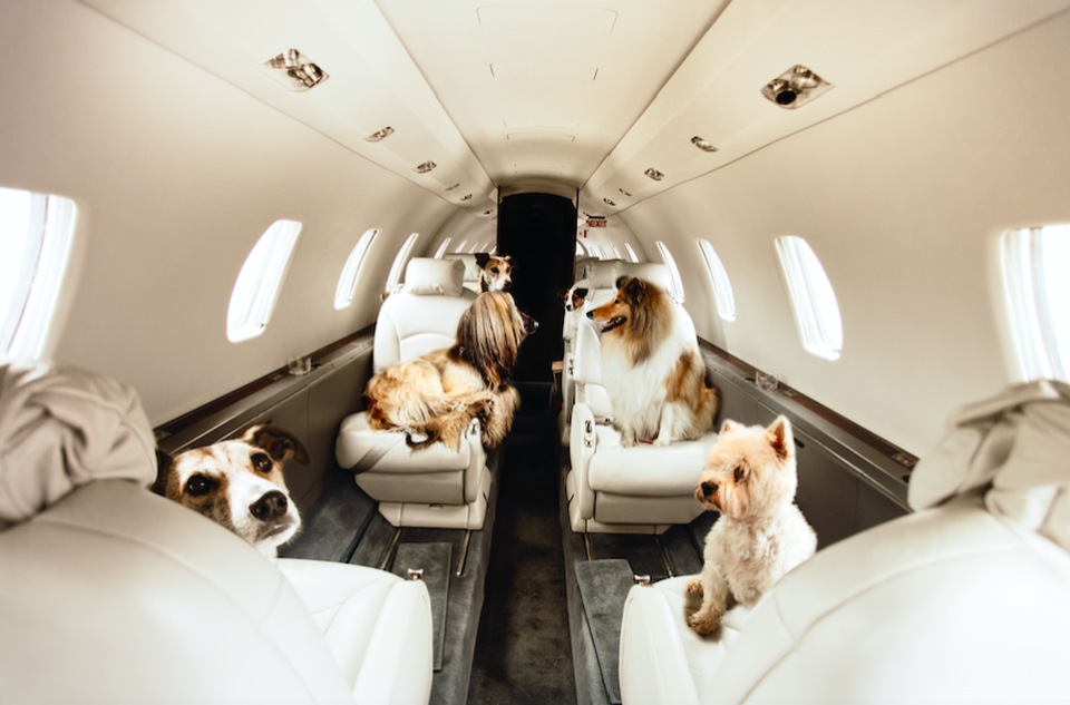 How To Fly With a Pet by Private Jet: Most Important Things You Need To Know