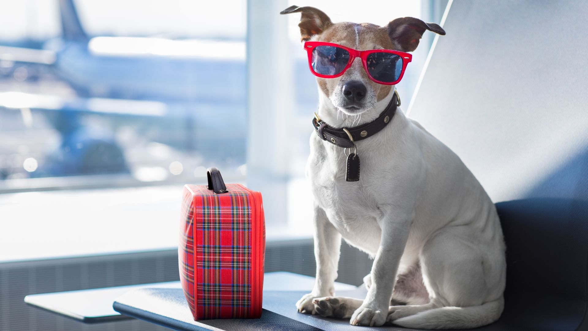 7 Benefits of Traveling with Dog on Private Jets
