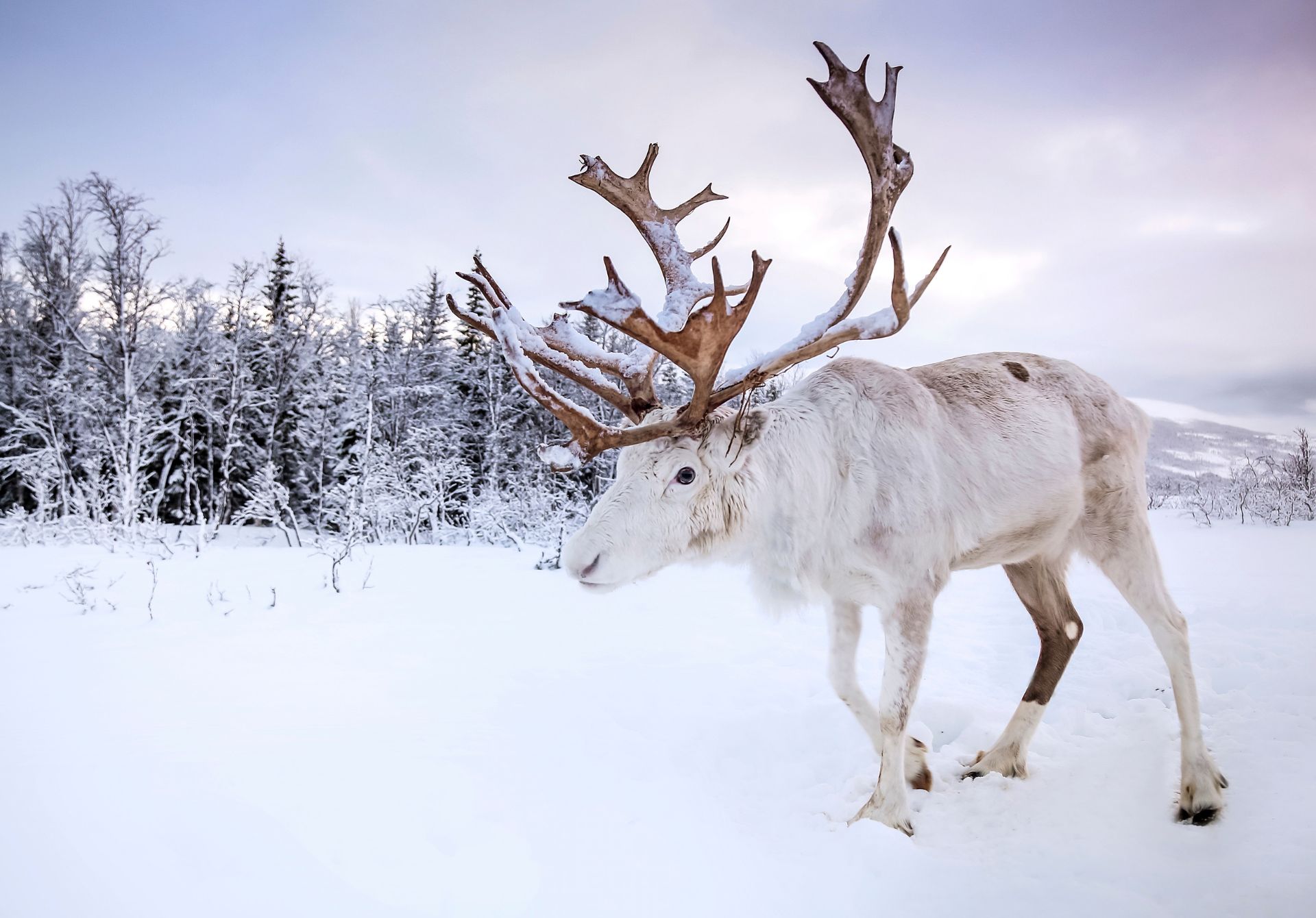 Lapland, Finland