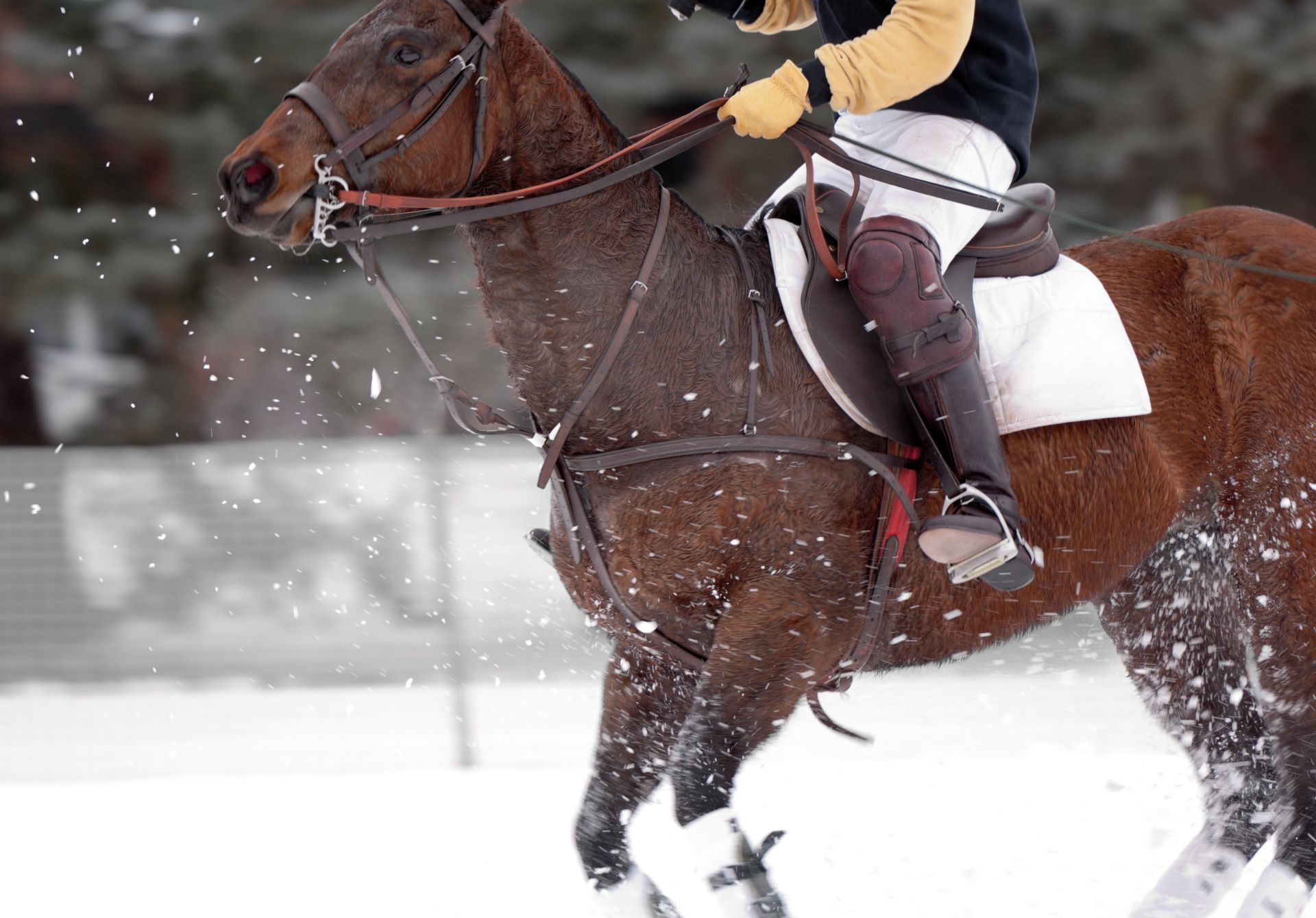 St. Moritz Snow Polo World Cup, Switzerland